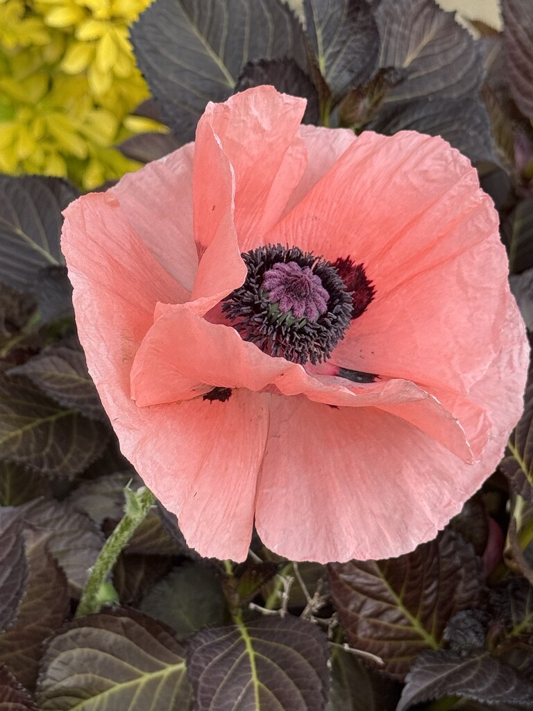 Salmon coloured poppy by alipalk59