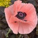 Salmon coloured poppy