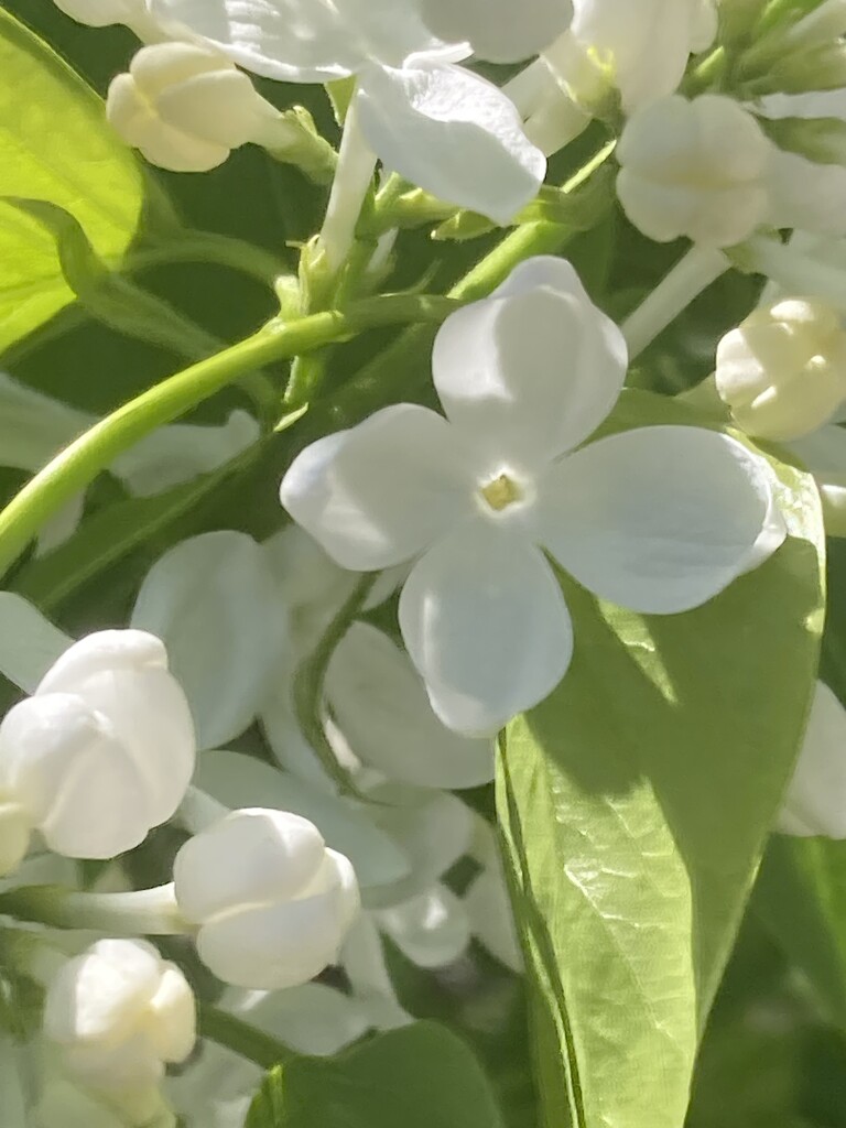 Little White Flower  by spanishliz
