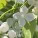 Little White Flower 