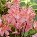 Another Azalea