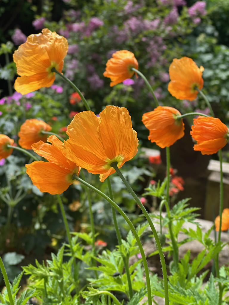 Welsh Poppies by 365projectmaxine