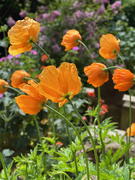 7th May 2025 - Welsh Poppies