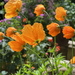 Welsh Poppies