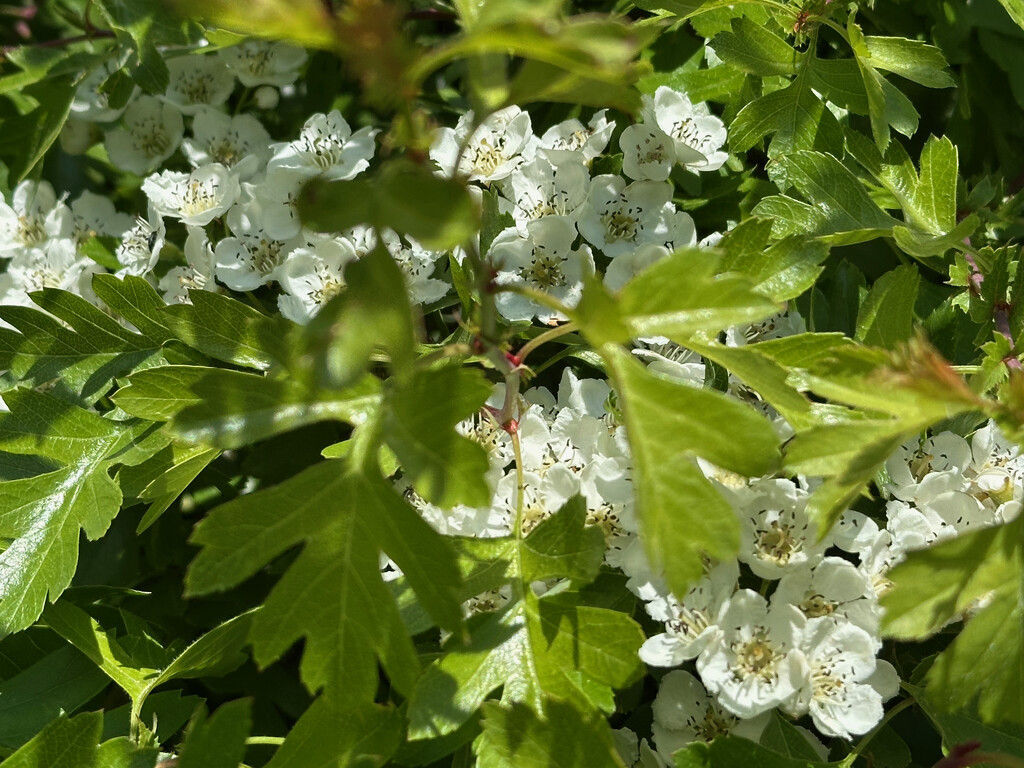 Hawthorn by 365projectmaxine