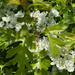 Hawthorn
