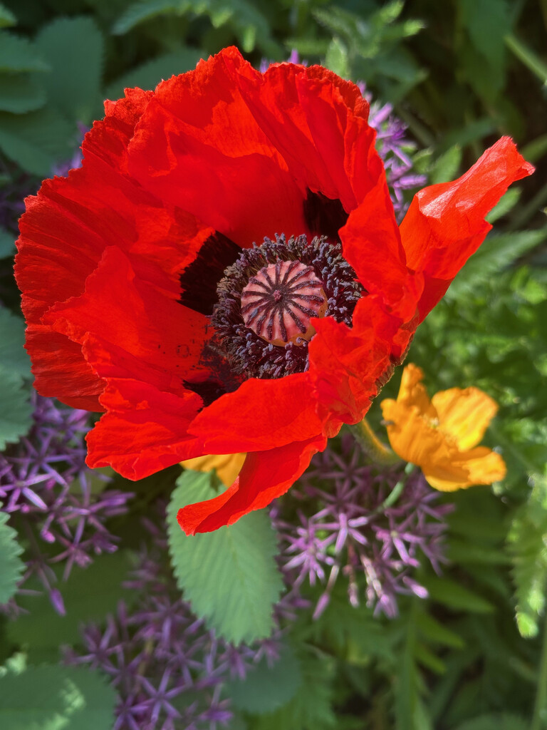 Poppy by 365projectmaxine