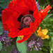 Poppy
