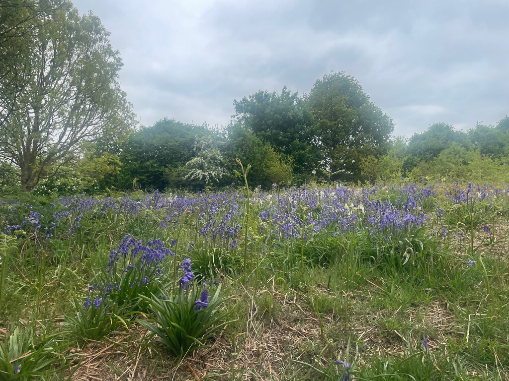 Bluebells by 365projectmaxine