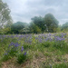 Bluebells
