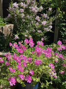 10th May 2025 - Scented Leaf Pelargonium