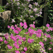 Scented Leaf Pelargonium
