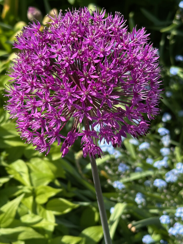 Perfect Allium by 365projectmaxine
