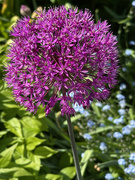 11th May 2025 - Perfect Allium