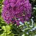 Perfect Allium