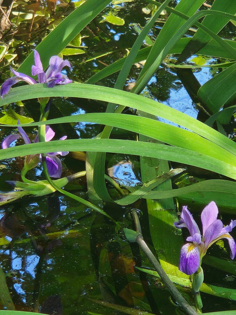 Blue Flag Iris in the Pond by alyclark