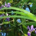 Blue Flag Iris in the Pond