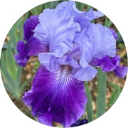 12th May 2025 - Blue on Blue