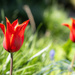 Mom's tulips