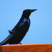 Portrait of a Grackle