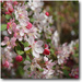 shades of pink