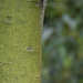 tree close up