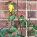 First Rose