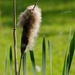fluffy