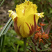 Party Clown Tulip