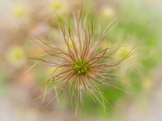 12th May 2025 - Pasque flower fruit