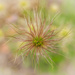 Pasque flower fruit