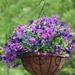 New hanging basket by essiesue