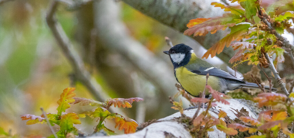 Great Tit by lifeat60degrees
