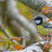 Great Tit