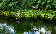 12th May 2025 - Overlook Pond
