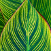 Patterns of Nature