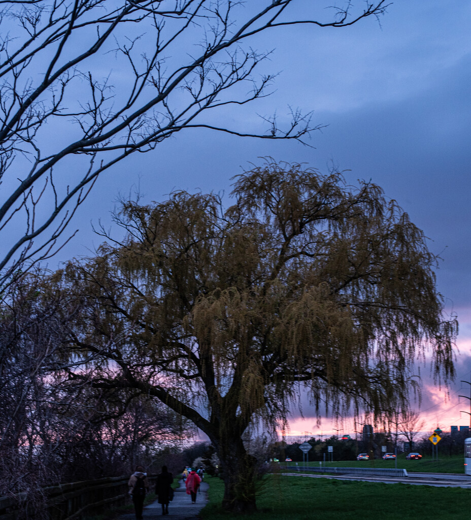 Willow by darchibald