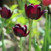 Deep Purple
