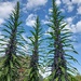 Flower spires