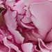 Pink Peony