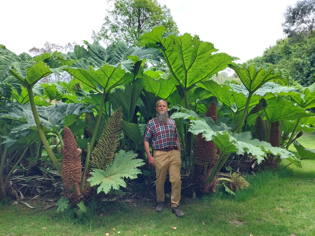 In the gunnera by samcat