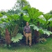 In the gunnera