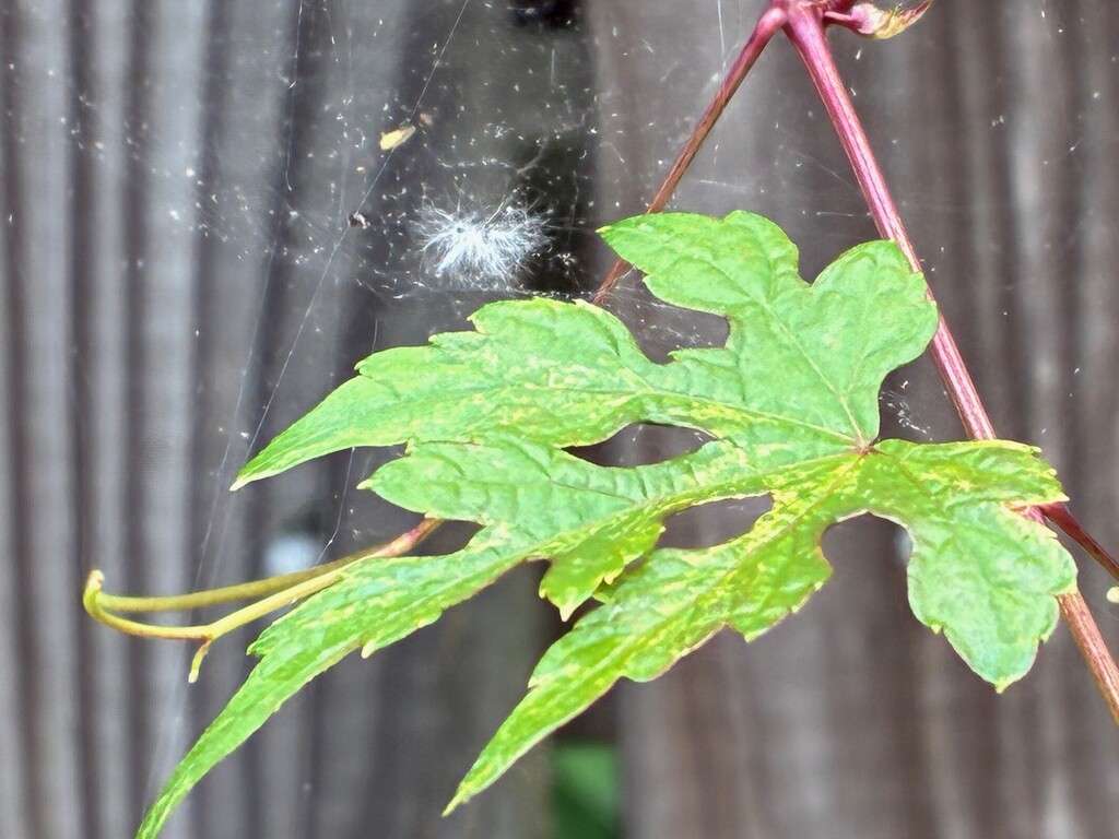 A Tiny Web by allie912