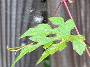 13th May 2025 - A Tiny Web