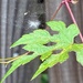 A Tiny Web