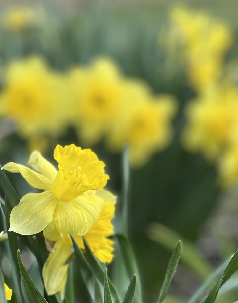 My Daffodils  by radiogirl