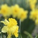My Daffodils 