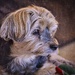 Charlie with Textures