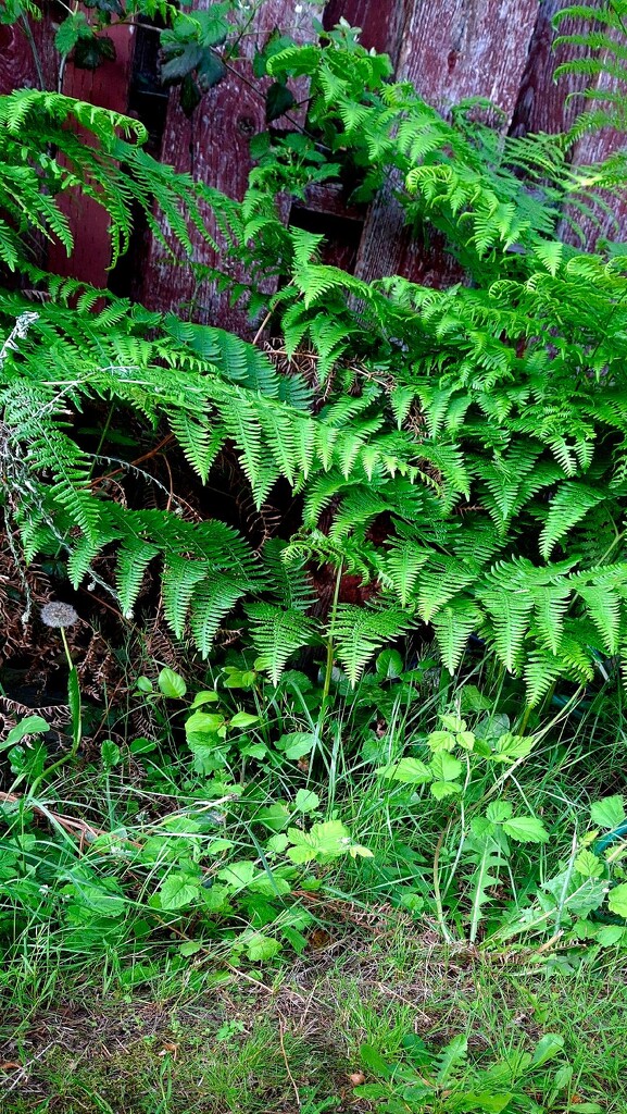 Invasive Fern Growth  - No Mow Day 12 by sewfree