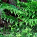 Invasive Fern Growth  - No Mow Day 12